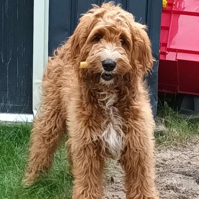 Hundetreffen-Junghund-Profilbild