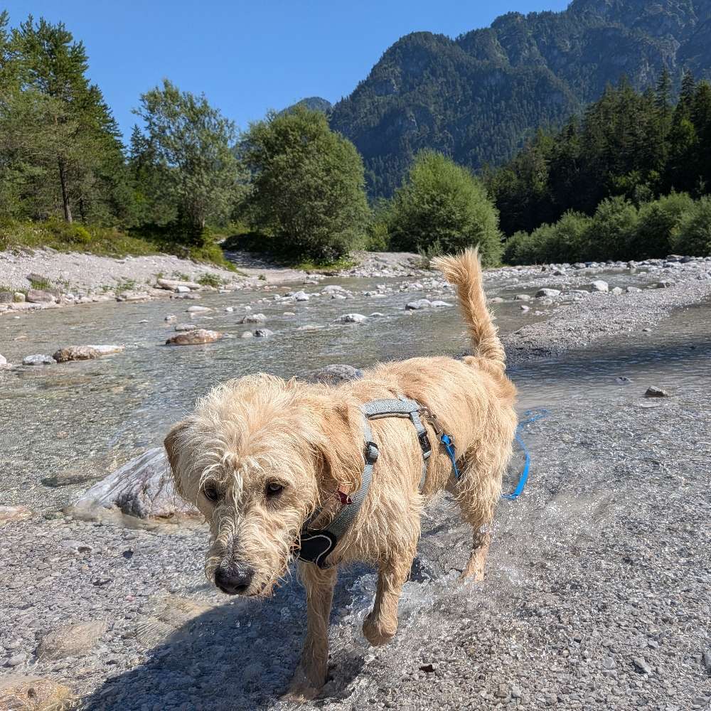 Hundetreffen-Gemeinsame Spaziergänge-Profilbild