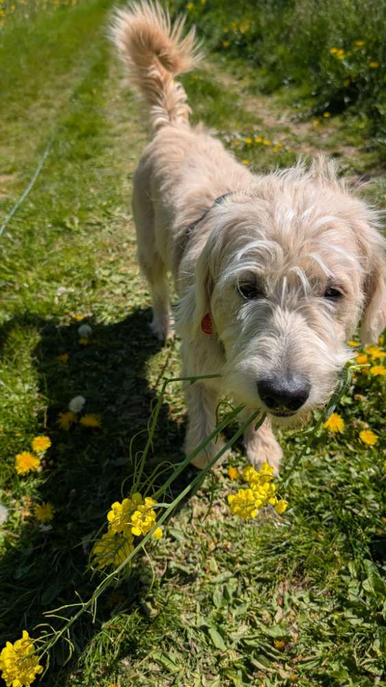 Hundetreffen-Gassirunde mit Spielen mit souveränen Hunden-Profilbild