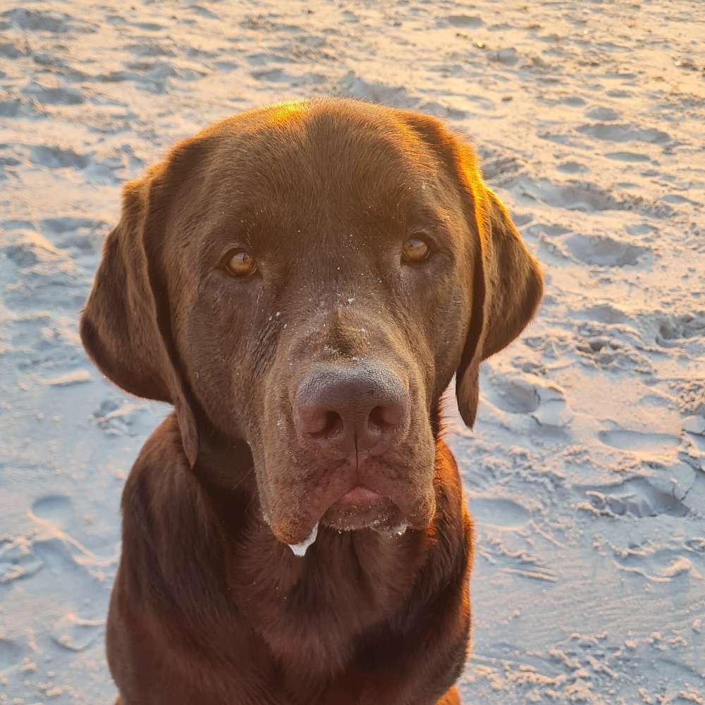 Hundetreffen-Spielpartner gesucht-Profilbild