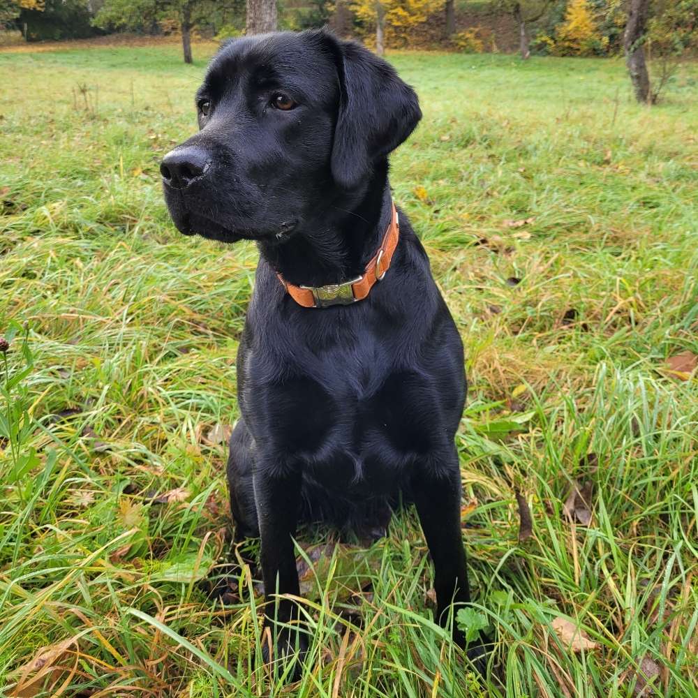 Hundetreffen-Spielrunde?-Profilbild