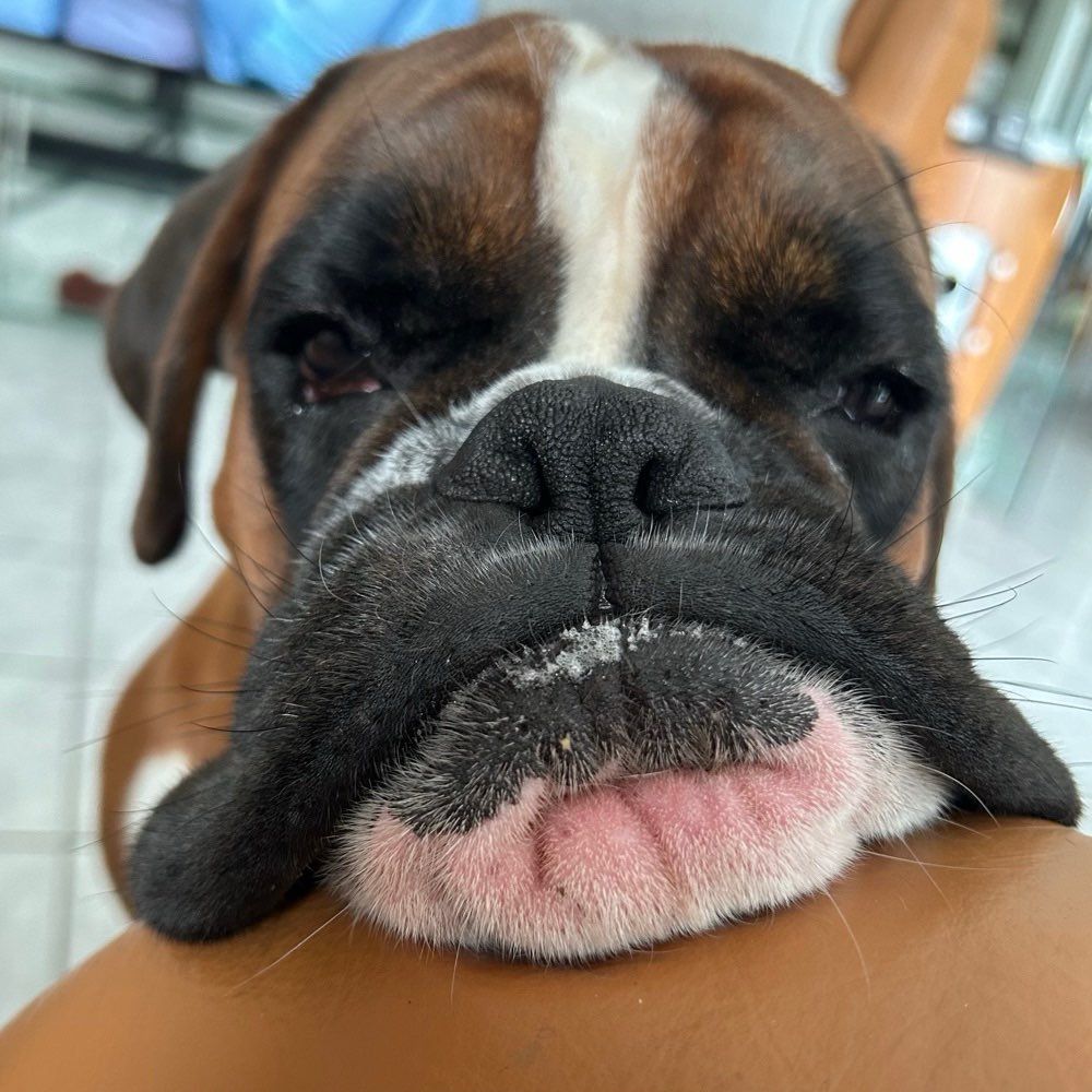 Hundetreffen-Suche Rudelspaziergänge Frankfurt-Profilbild