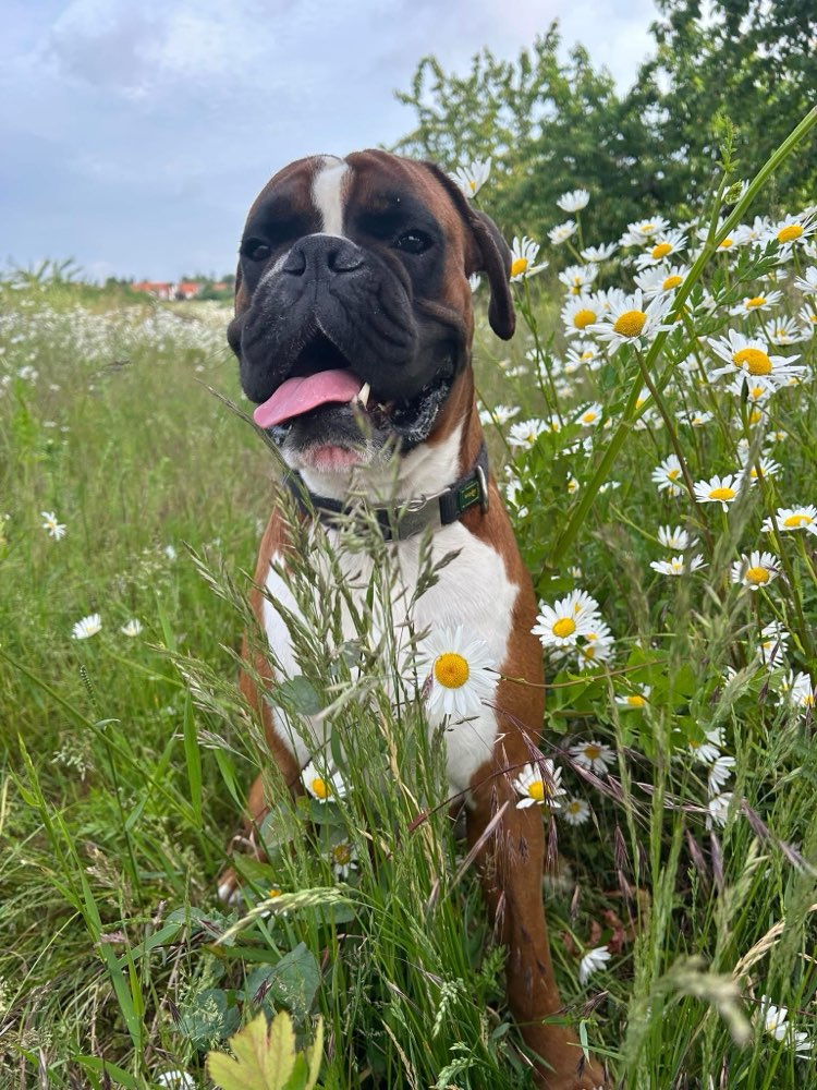 Hundetreffen-Sozialer Boxer gassi Runde Frankfurt-Profilbild
