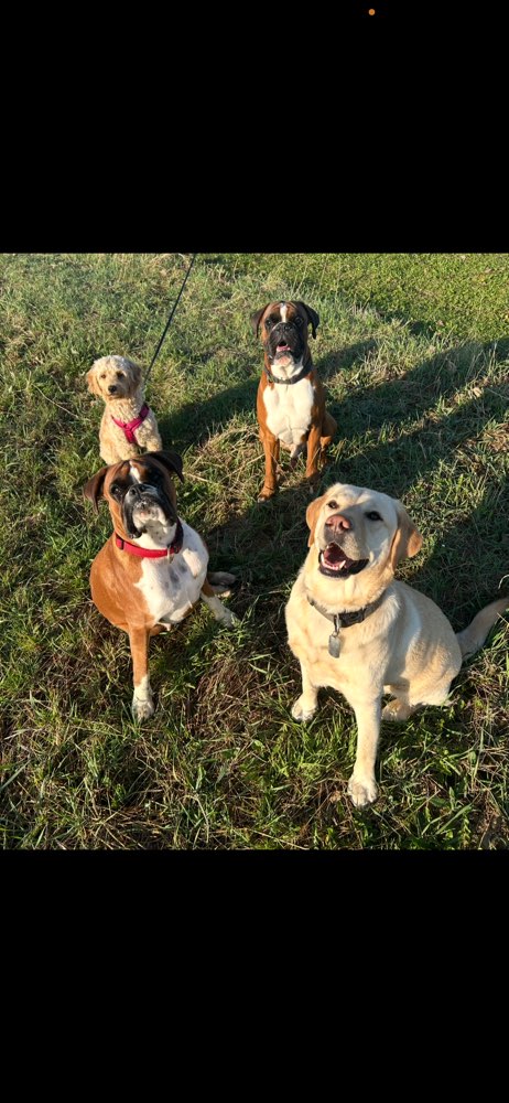 Hundetreffen-Rudelspaziergang morgens am Goetheturm-Profilbild