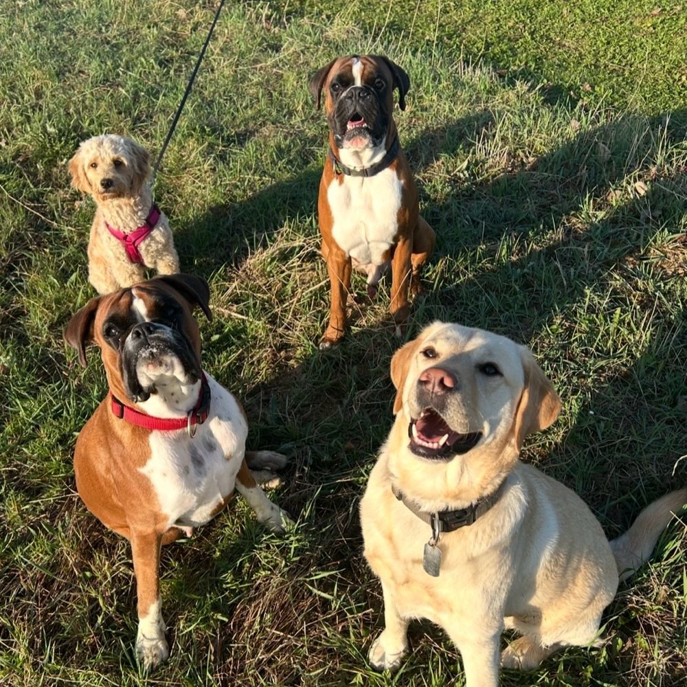 Hundetreffen-Mo-Fr Parkplatz Goetheturm zum gemeinsamen Laufen-Profilbild