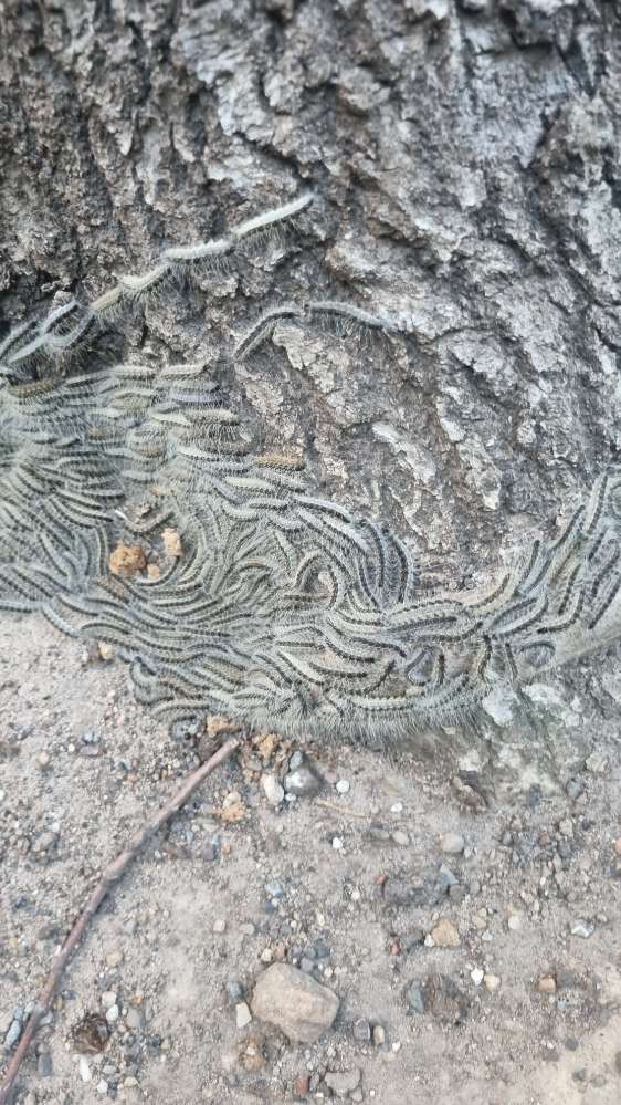 Giftköder-Eichen-Prozessionsspinner-Profilbild