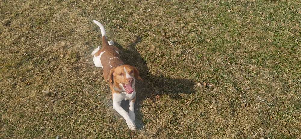 Hundetreffen-Gassi in der Lohe, oder Umgebung-Profilbild