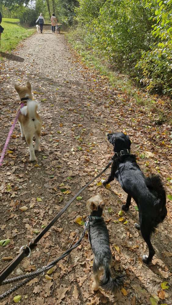 Hundetreffen-Schnüffel-Treffen (Social-Walk)-Profilbild