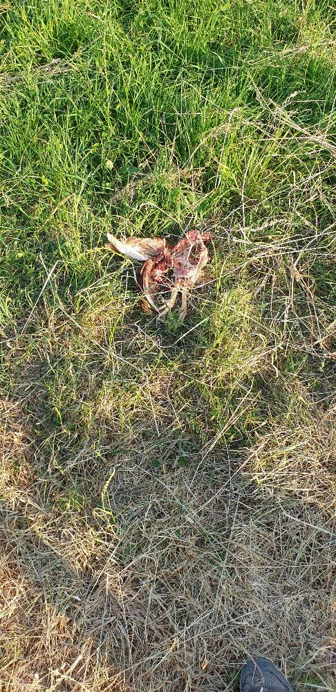 Giftköder-Totes Huhn-Profilbild