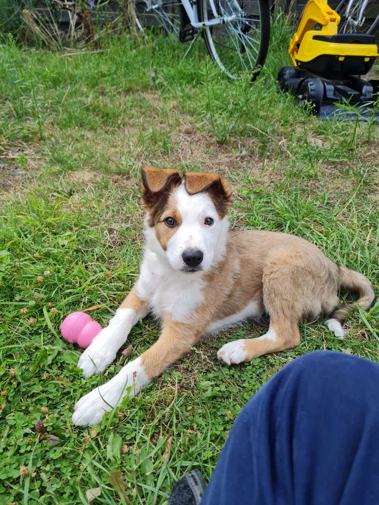 Hundetreffen-Welpenfreunde / Spielgefährten-Profilbild