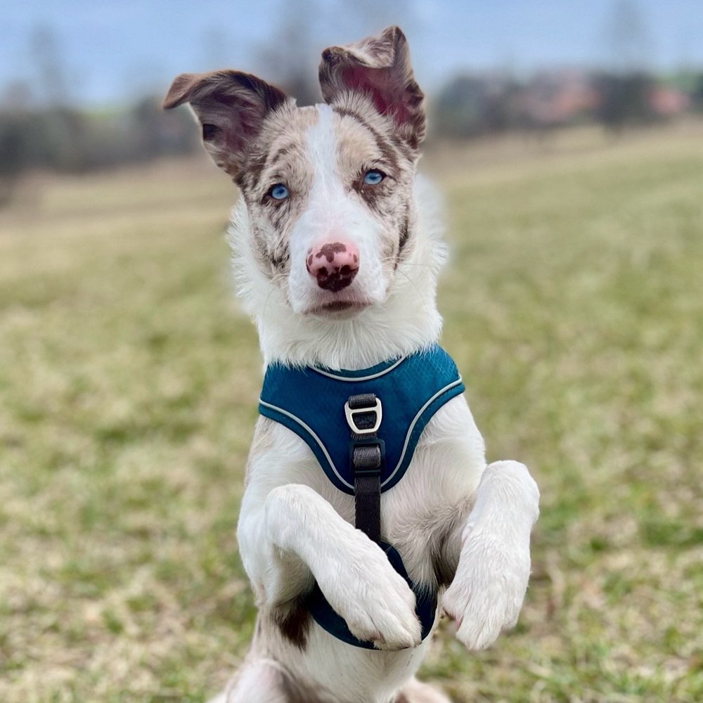 Hundetreffen-Unsicherer Welpe auf der Suche nach Sozialisation-Profilbild