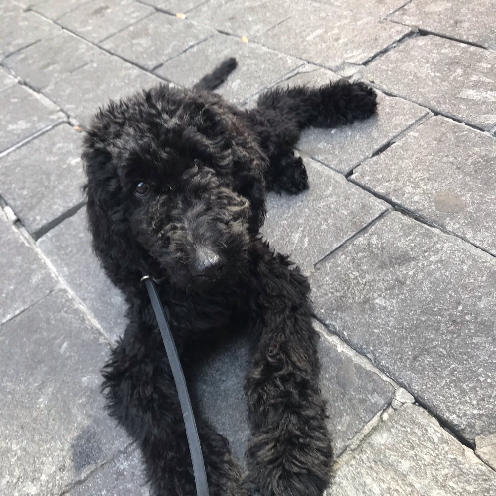 Hundetreffen-Spielrunde in Neuss 🐾-Profilbild