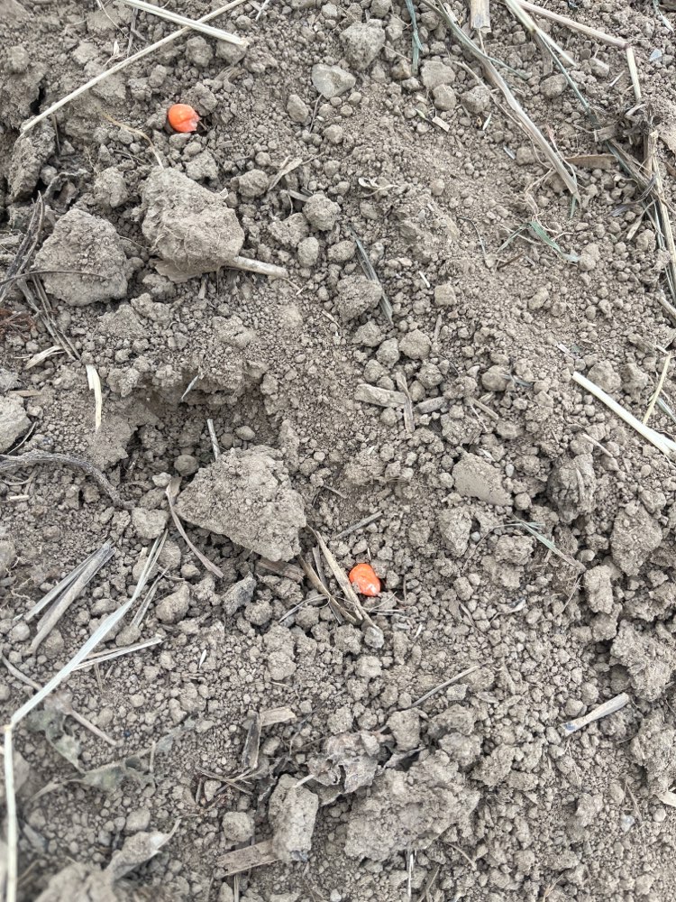 Giftköder-Rattengift-Profilbild