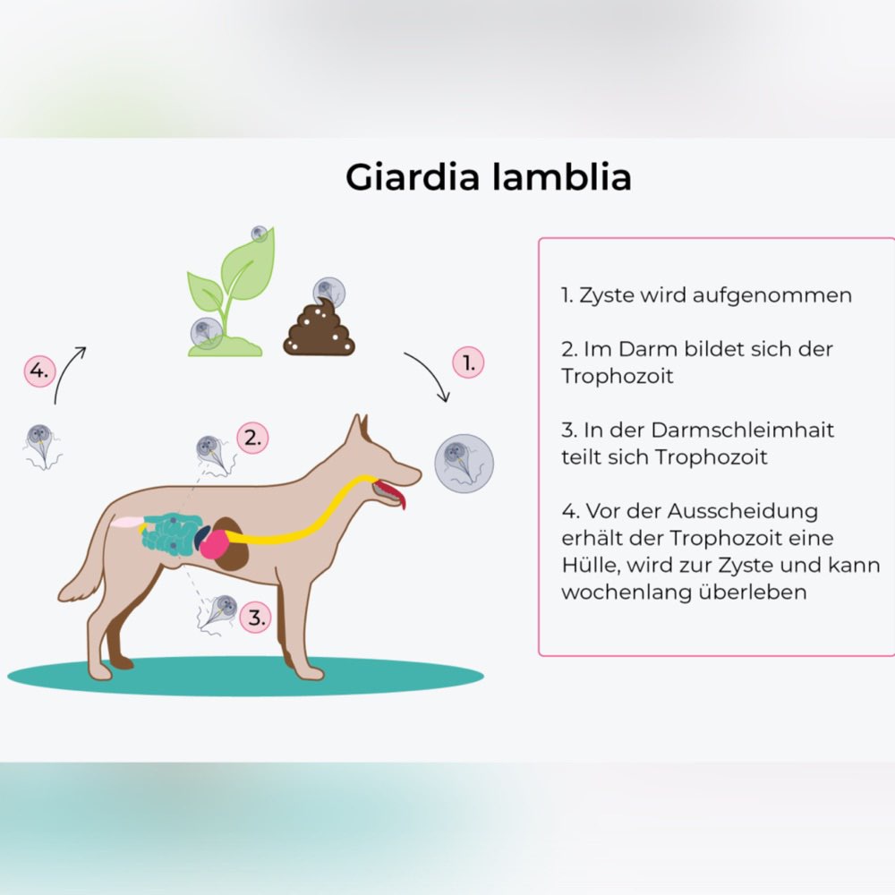 Giftköder-Giardien-Profilbild