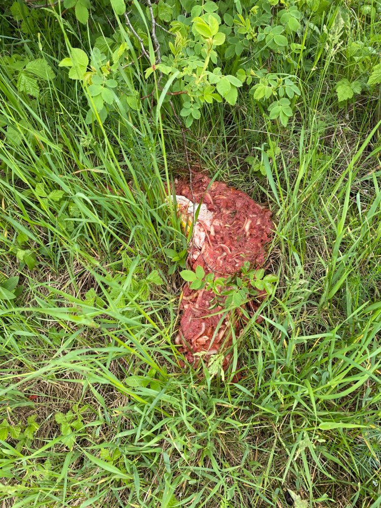 Giftköder-Möglicher Giftköder-Profilbild