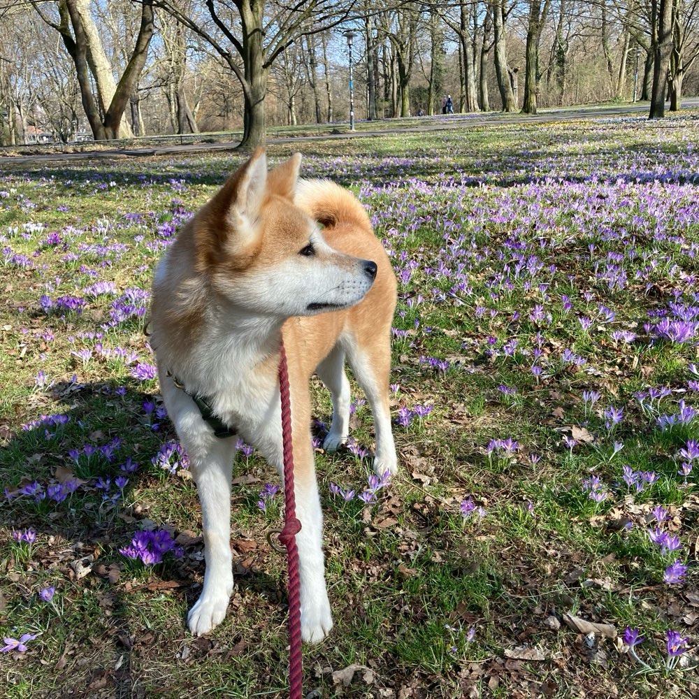 Hundetreffen-Hundefreund gesucht-Profilbild