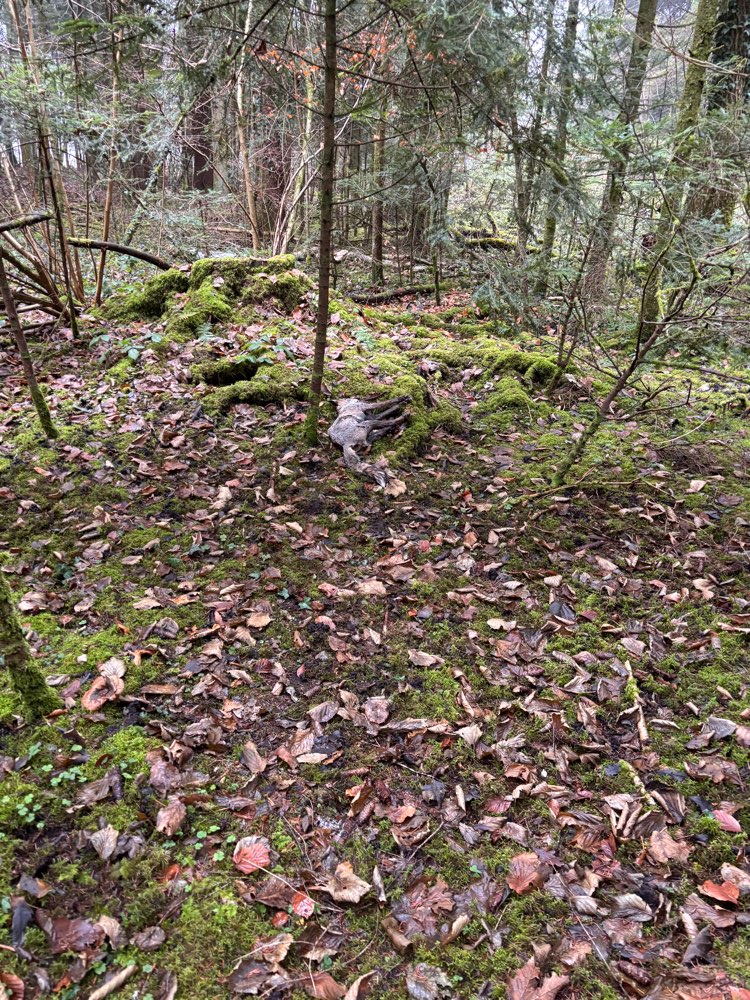 Giftköder-Toter Fuchs-Profilbild