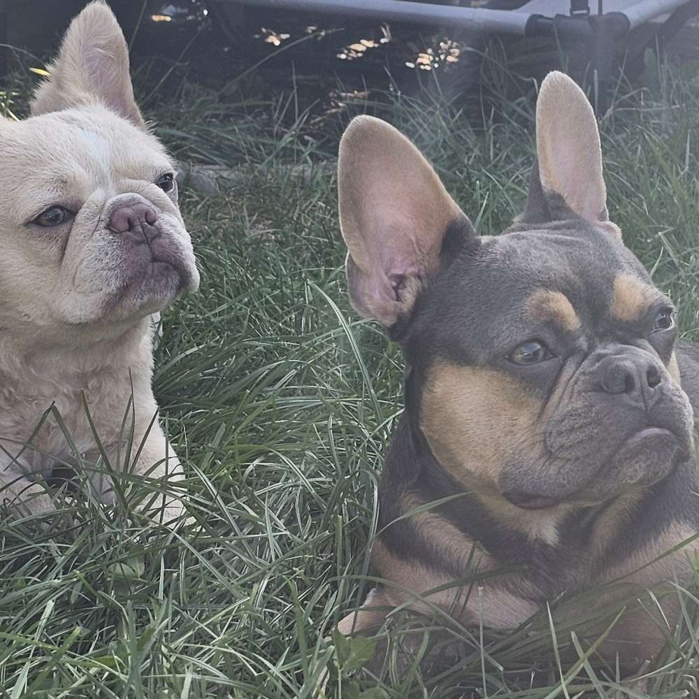 Hundetreffen-Frenchie Treffen Saarlouis und Umgebung-Profilbild