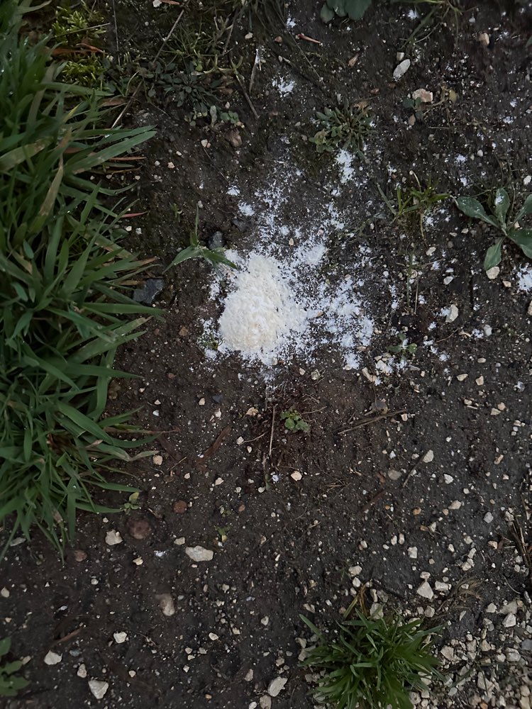 Giftköder-Weißes Pulver-Profilbild