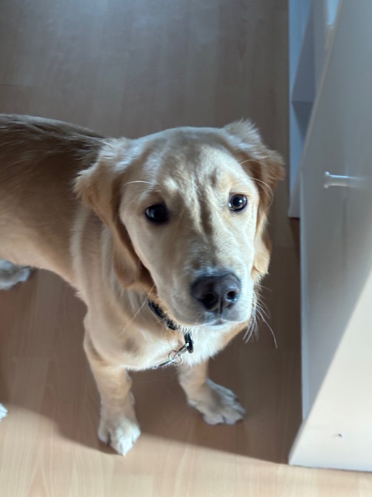 Hundetreffen-Spielrunde-Profilbild