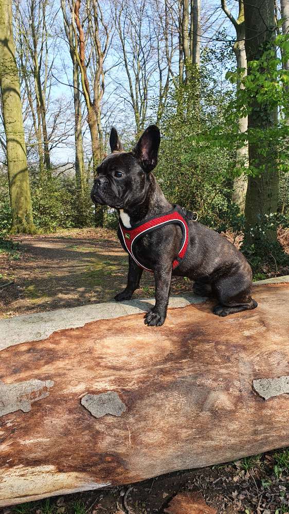 Hundetreffen-Gassi und Spielrunden-Profilbild