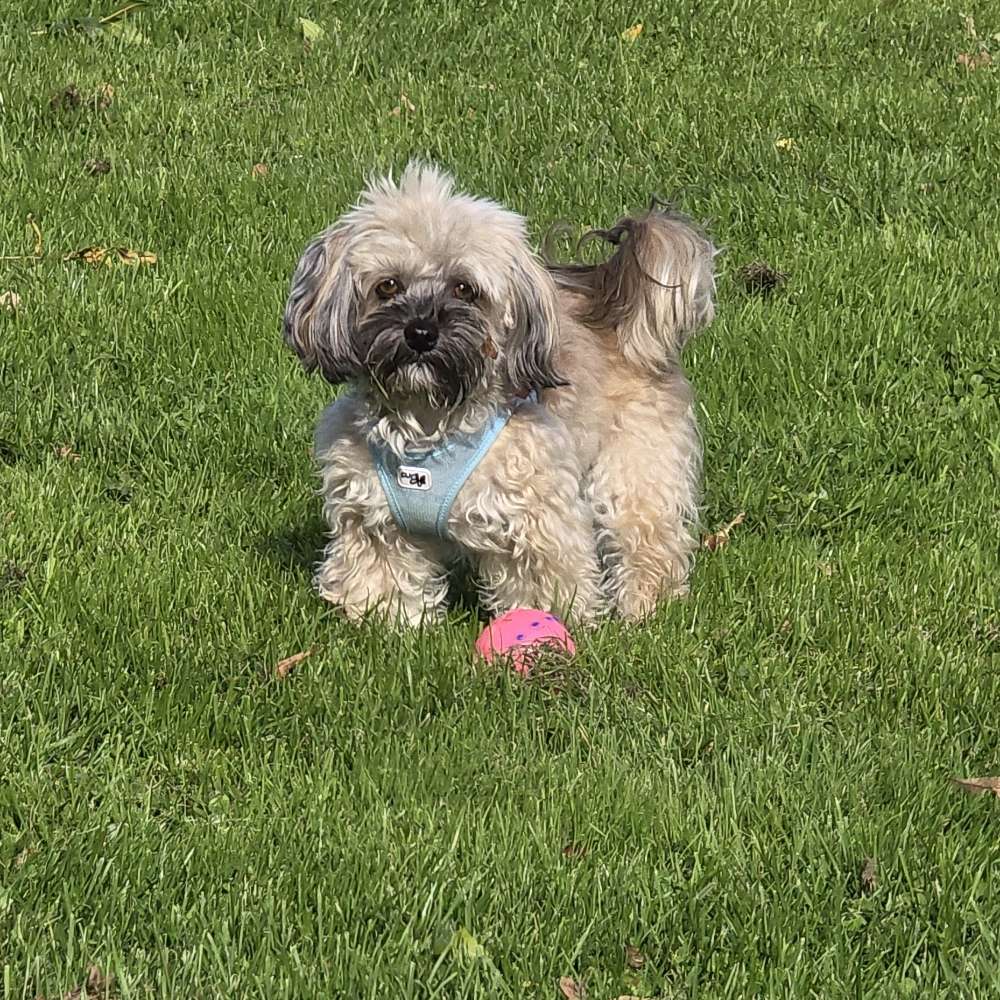 Hundetreffen-Reutlingen Kreuzeiche-Profilbild