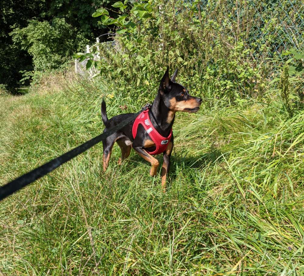 Hundetreffen-Gassi gehen und spielen-Profilbild