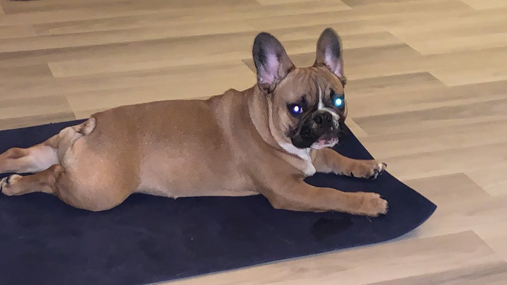 Hundetreffen-Neu in Steele Horst-Profilbild