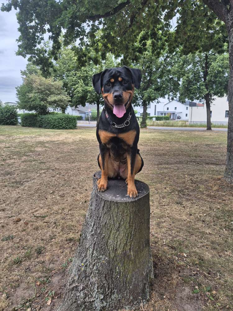 Hundetreffen-Spielpartner und auch Hundetraining gesucht-Profilbild