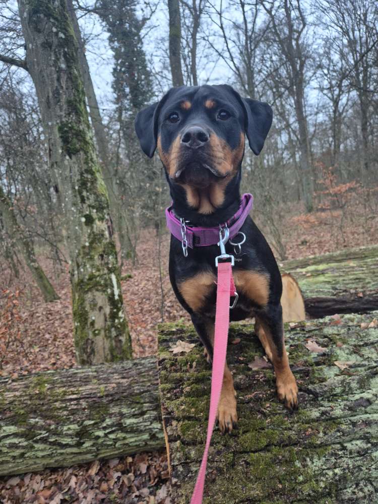 Hundetreffen-Gassi und Spielpartner Gesucht!-Profilbild