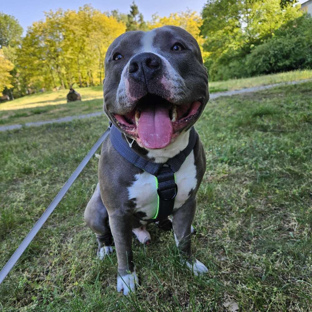 Hundetreffen-American Bully Treffen-Profilbild