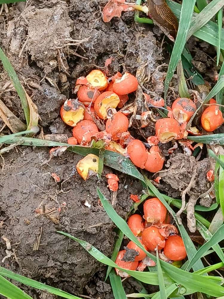 Giftköder-Vermutlich Giftköder-Profilbild