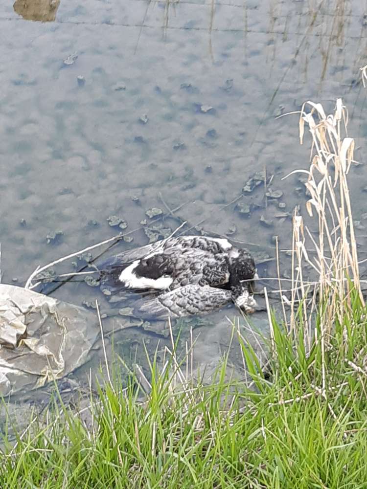 Giftköder-Kadaver-Profilbild