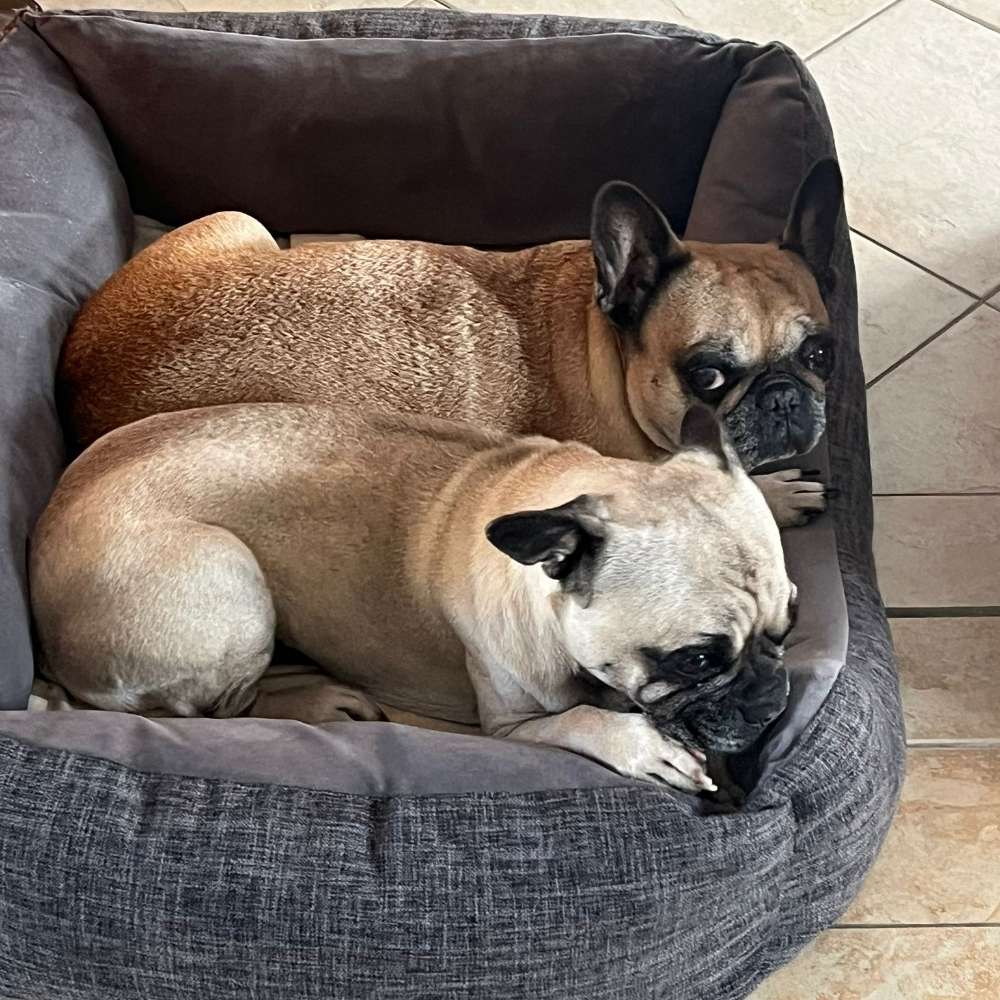 Hundetreffen-Meine beiden Hündinnen suchen Hundekumpels für gemeinsame Spaziergänge/Spieletreffen-Profilbild