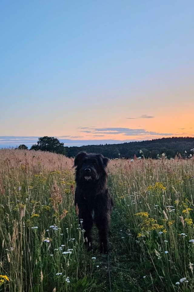 Hundetreffen-Freunde für Frido!-Profilbild