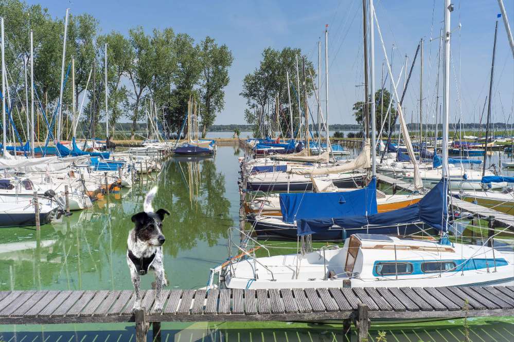 107. Fotomontage Challenge OHNE KI Banner