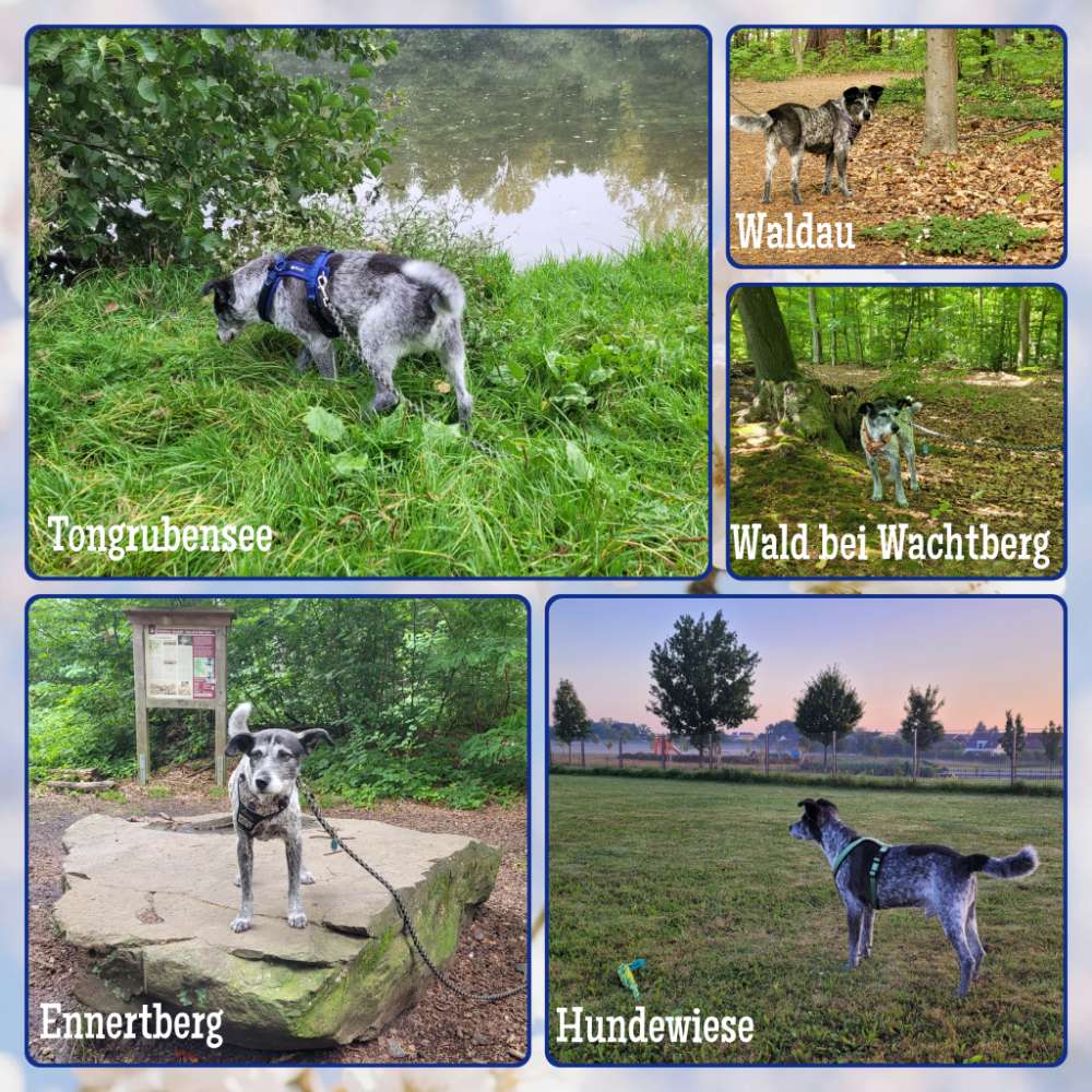 172. Collagen Challenge Banner