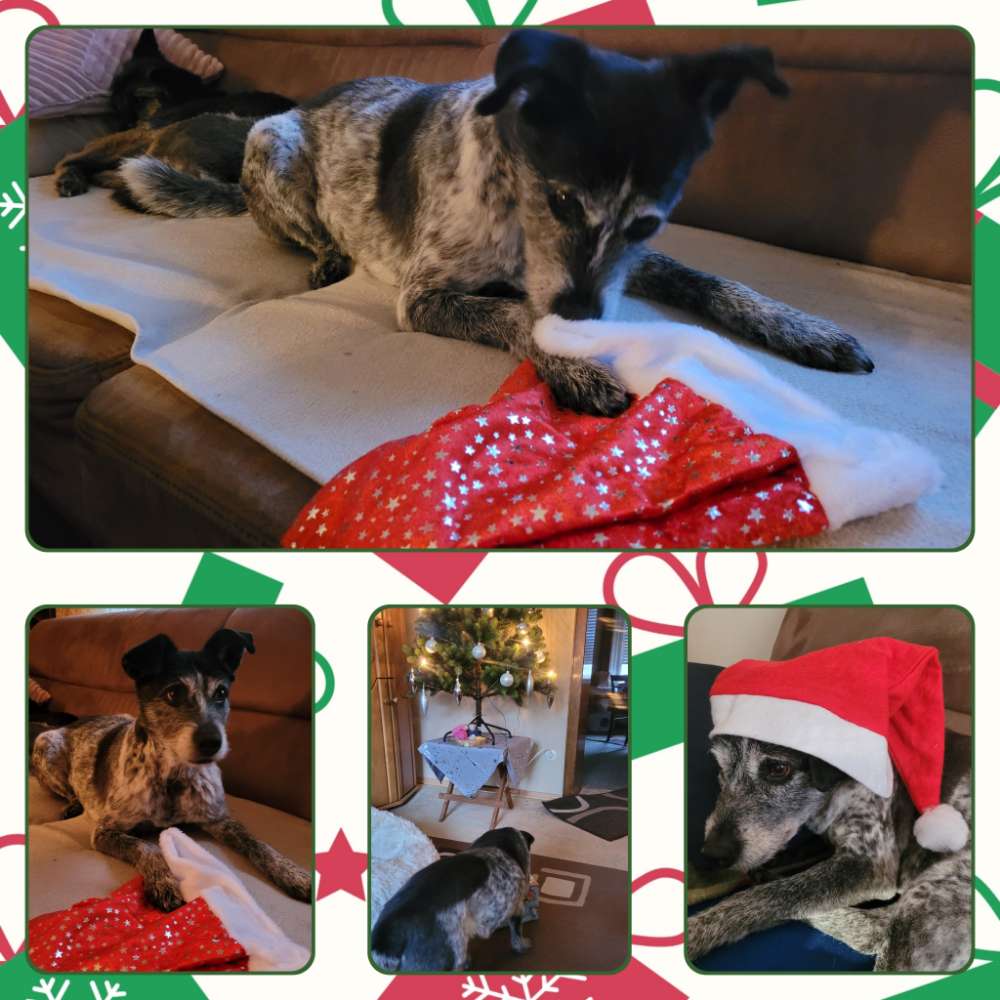 167. Collagen Challenge Banner