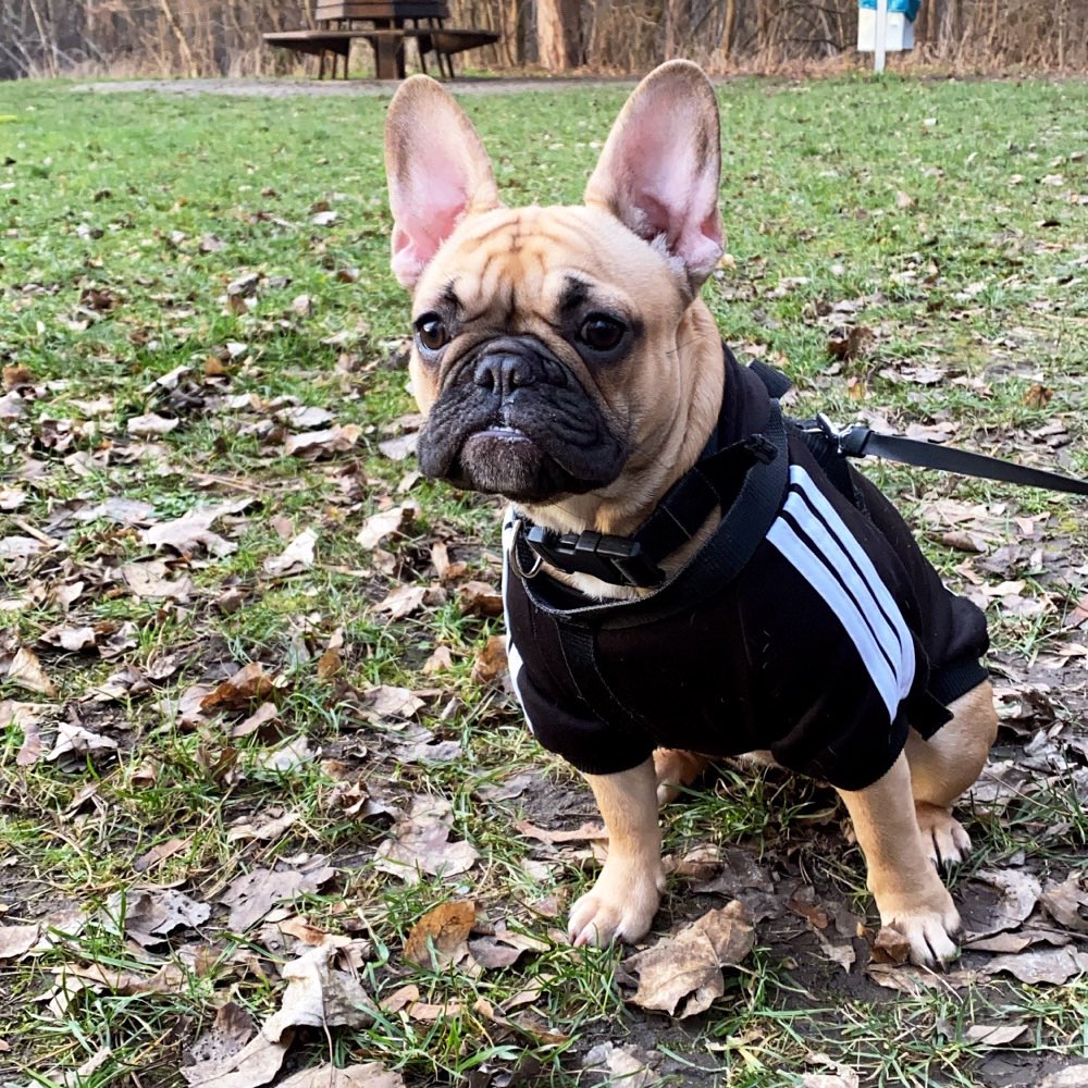 Hundetreffen-Spieltreffen im Bruch-Profilbild