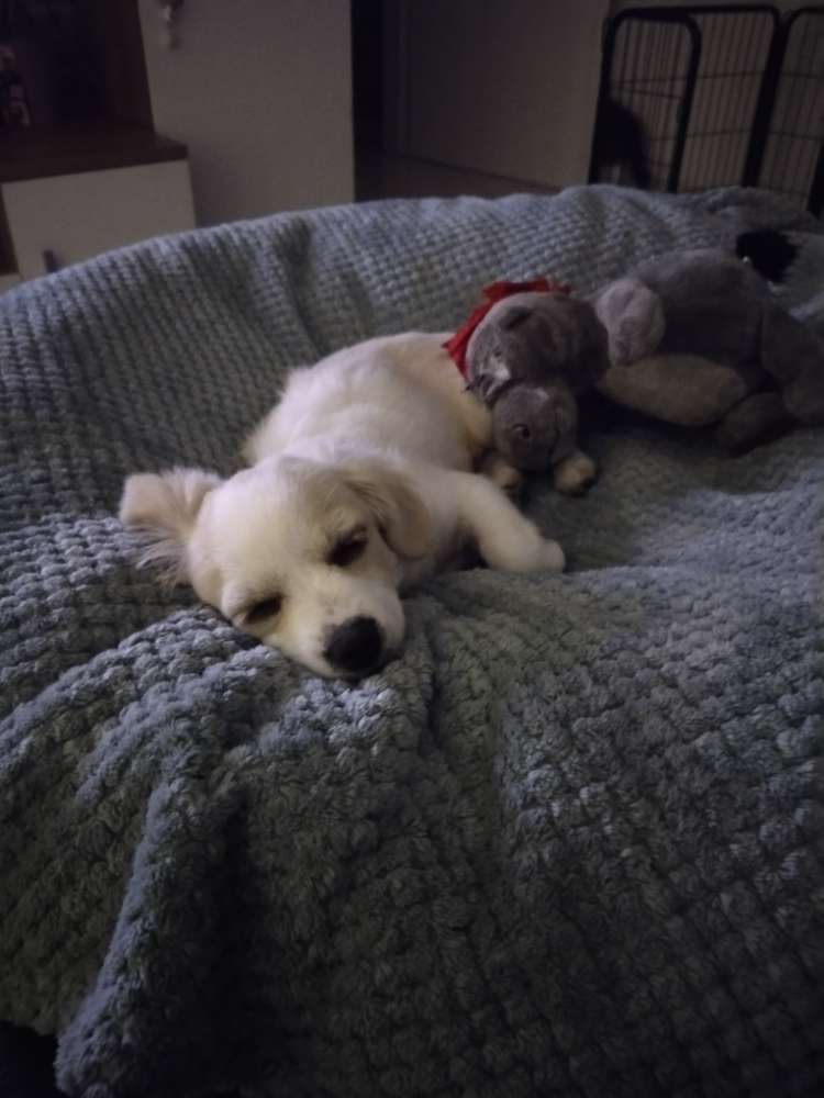 Hundetreffen-Welpentreffen (kleine Rassen)-Profilbild