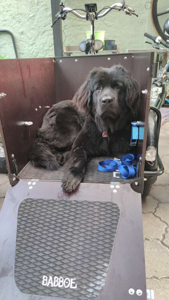 Hundetreffen-Neufundländerin Cleo sucht Spielkameraden/-innen-Profilbild