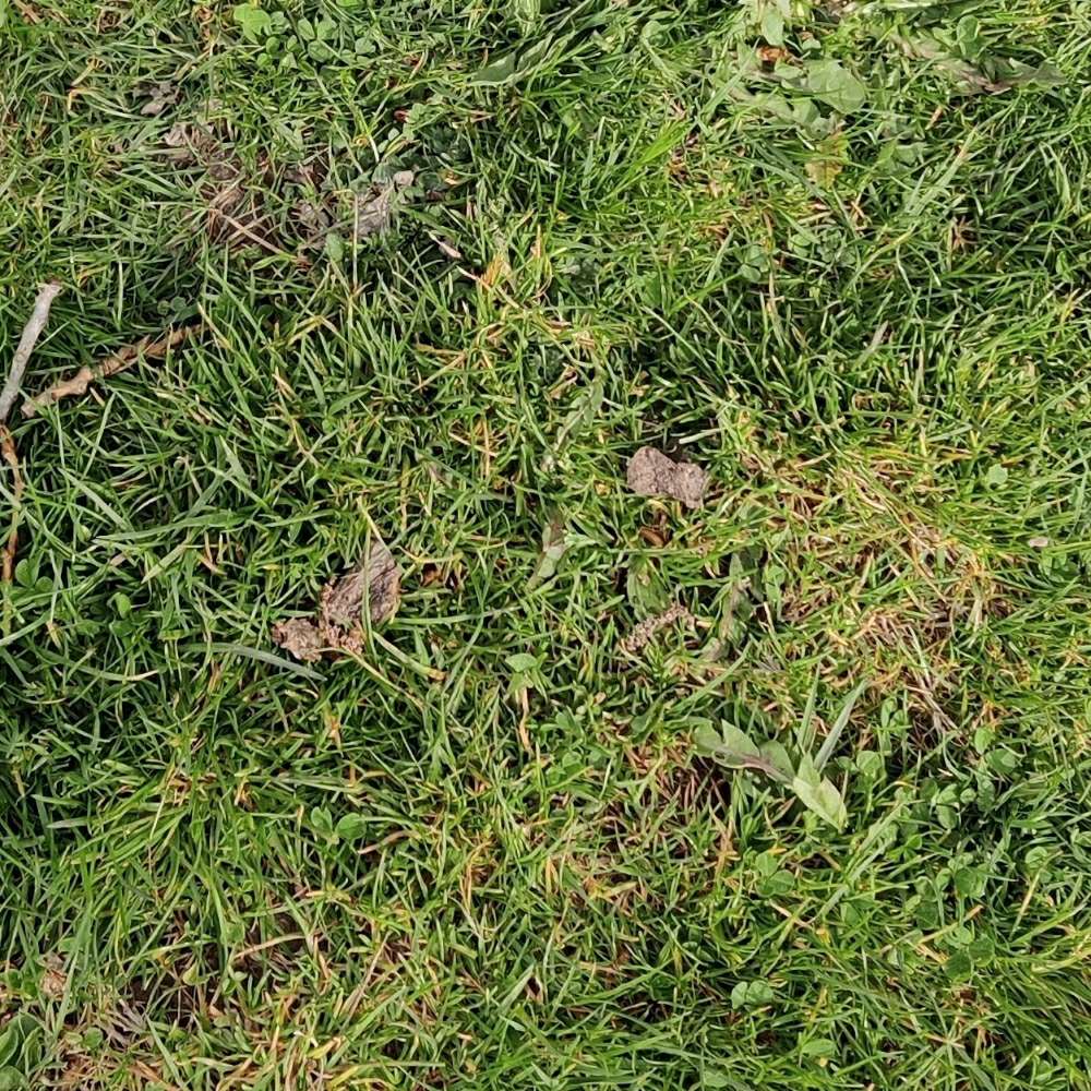 Giftköder-Vermutlich Giftköder-Profilbild