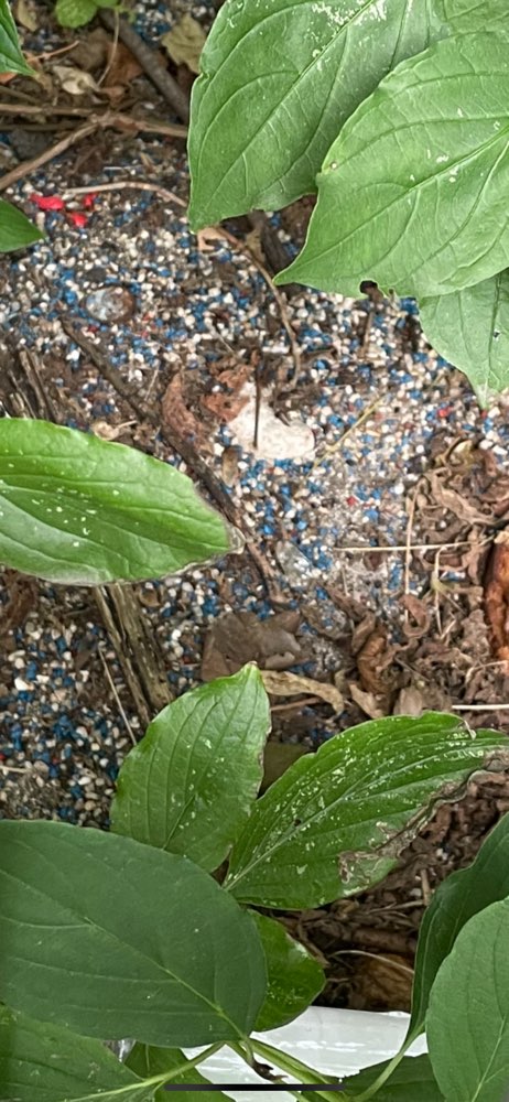 Giftköder-Rattengift oder Ähnliches im Gebüsch-Profilbild