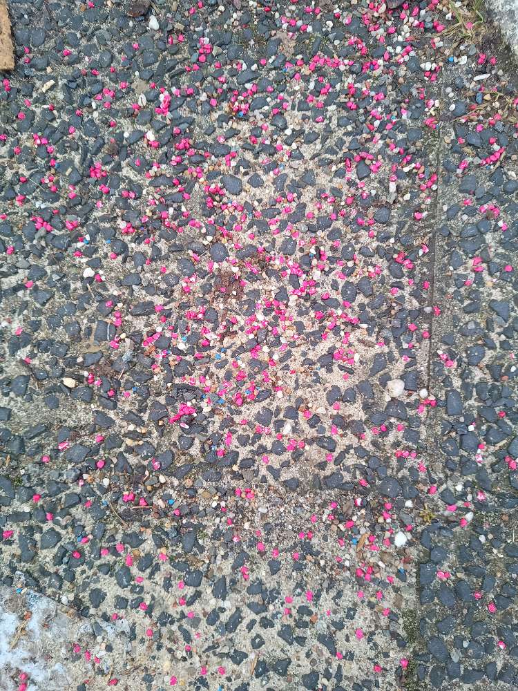 Giftköder-Rotes Korn-Profilbild