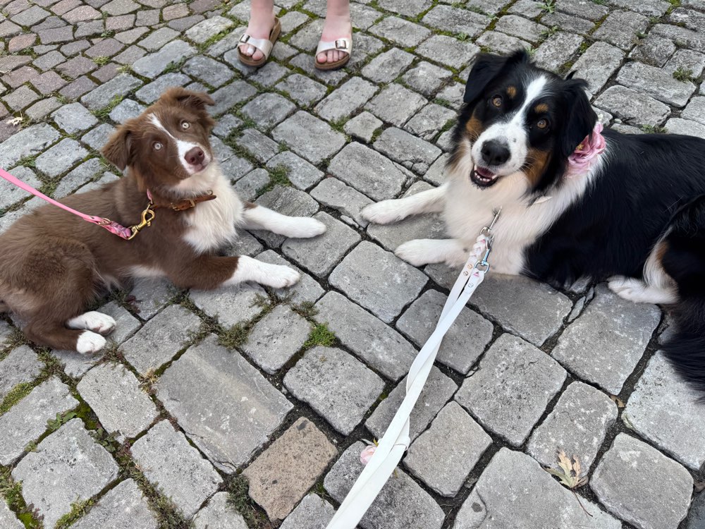 Hundetreffen-Gassi & Trainingsspazierganh-Profilbild