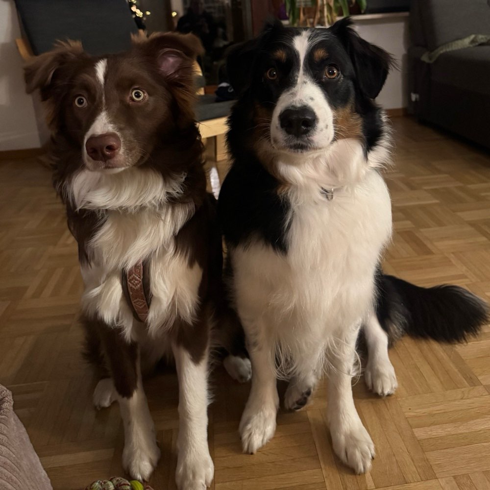 Hundetreffen-Social Walk Partner-Profilbild