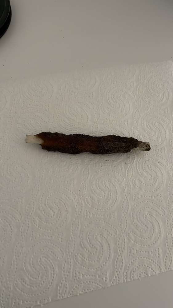 Giftköder-Unklare Kaustange möglicher Giftköder-Profilbild