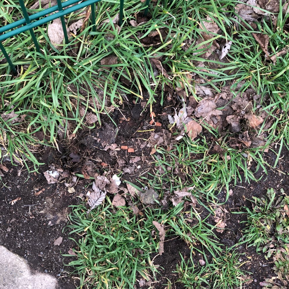 Giftköder-Leckerlies unbestimmt-Profilbild