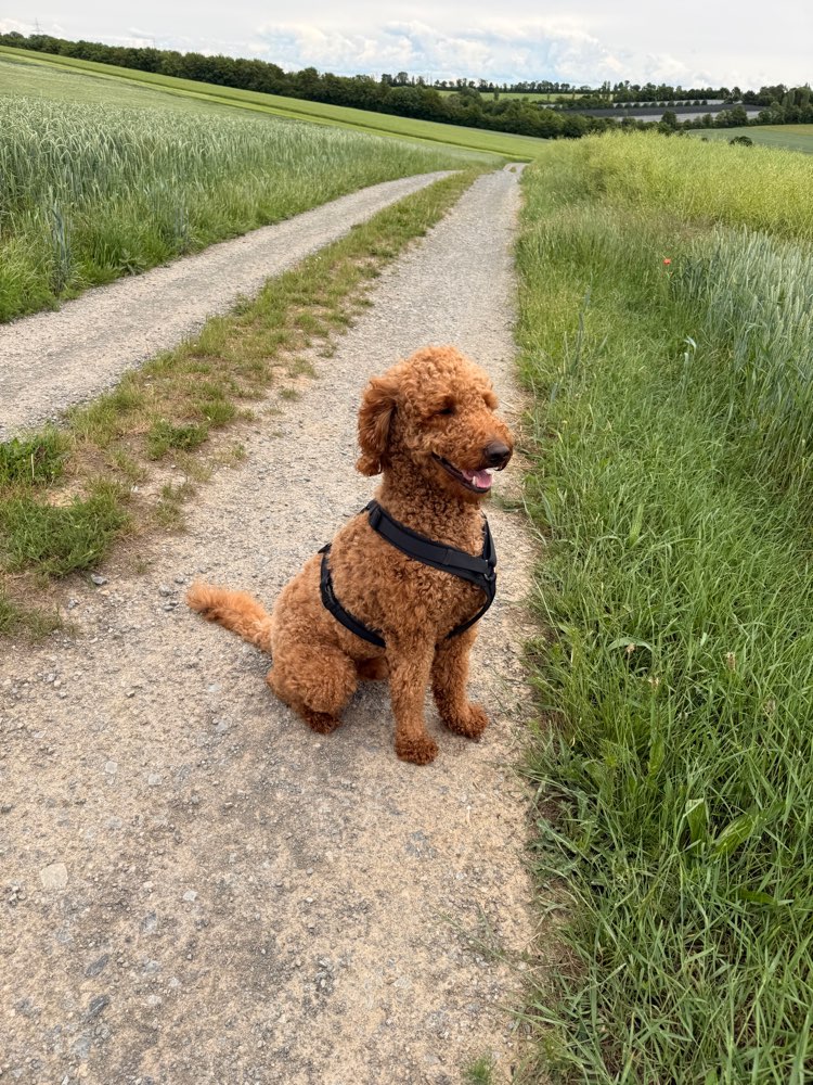 Hundetreffen-Übung für Hundebegegnungen-Profilbild