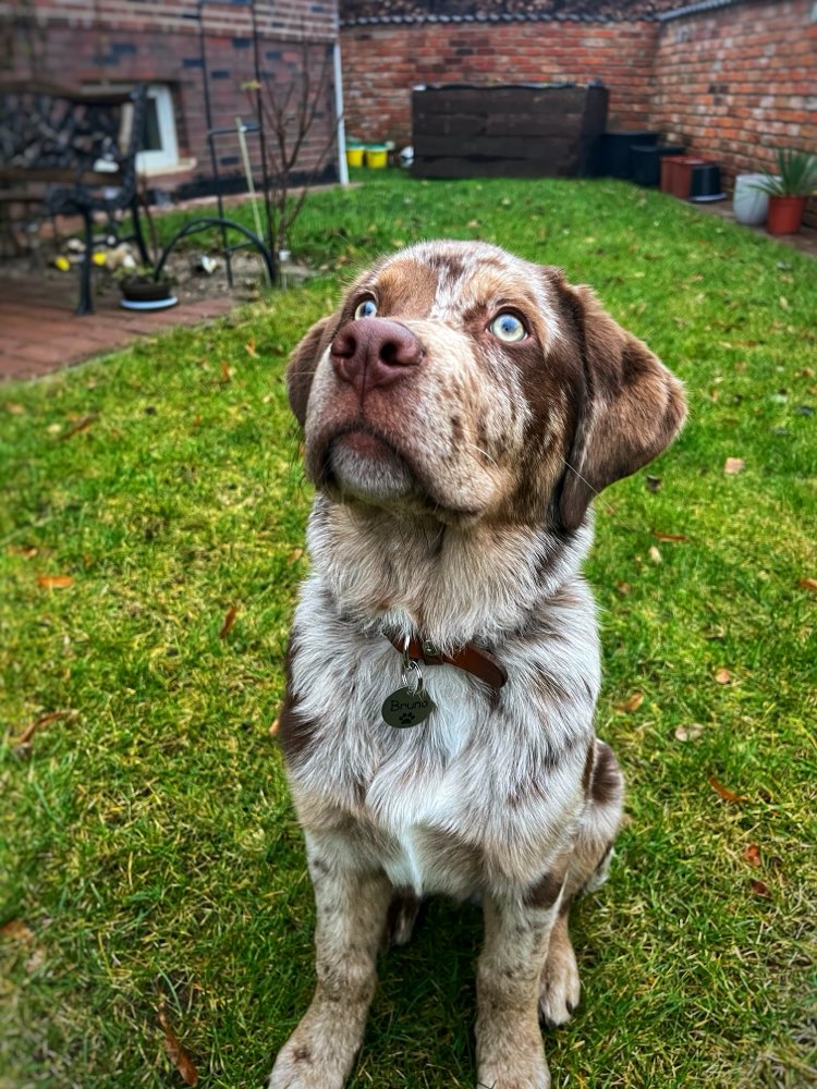 Hundetreffen-Gassi- und Spielrunde-Profilbild